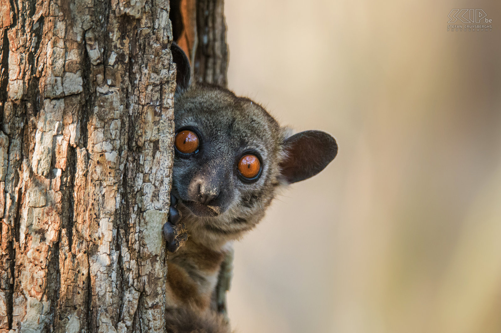 Kirindy - Close-up roodstaartwezelmaki De roodstaartwezelmaki (Red-tailed sportive lemur, Red-tailed weasel lemur, Lepilemur ruficaudatus) is een lemurensoort die voornamelijk ’s nachts leeft. Overdag slapen ze in een boomholte. We vonden deze kleine schattige maki met zijn grote kleurrijke ogen tijdens een wandeling in het Kirindy Forest. Stefan Cruysberghs